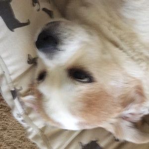 Meet your Posher, Janet